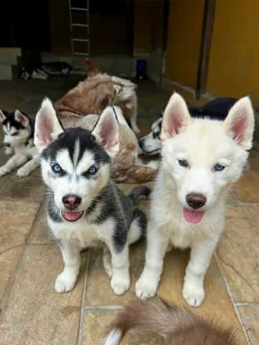 Filhotes husky siberiano