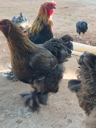 Ovos brahma dark
