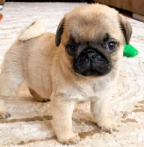 Pug Filhotes Altamente Desejados.