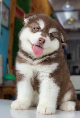 Husky siberiano Prontos para receber muito carinho e amor