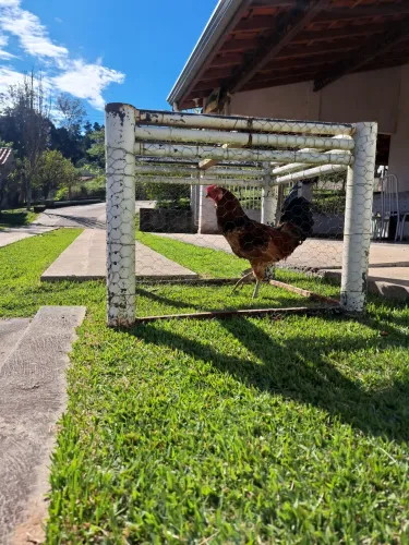 Frango caipira