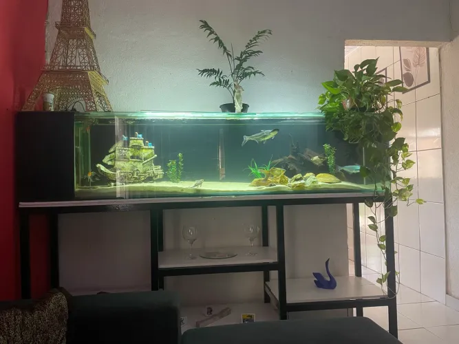 Aquário 