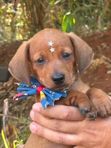 Basset dachshund