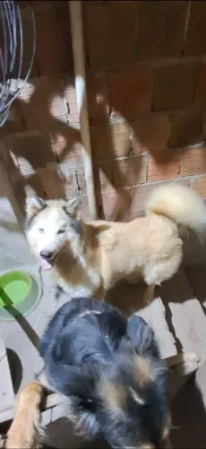 Husky Siberiano