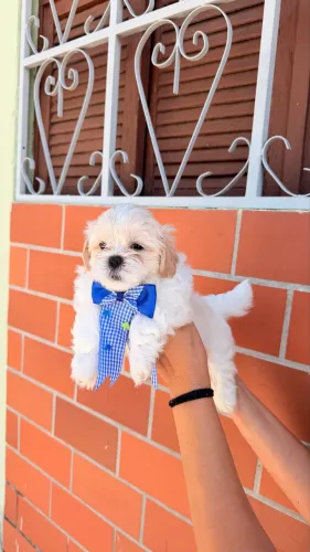 Filhote de lhasa apso