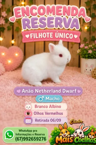Coelho Filhote Netherland Dwarf 
