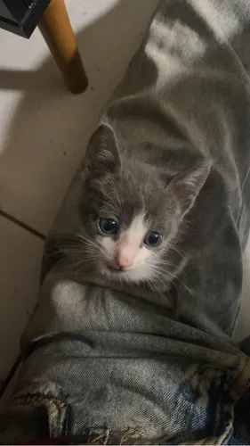 Gatos irmãos 