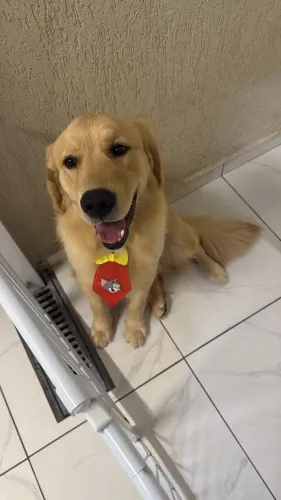 Golden retriever MACHO
