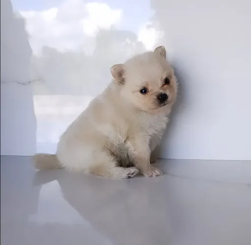 Lindo Machinho de Lulu da Pomerânia