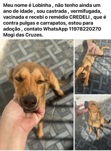 Doação de animais