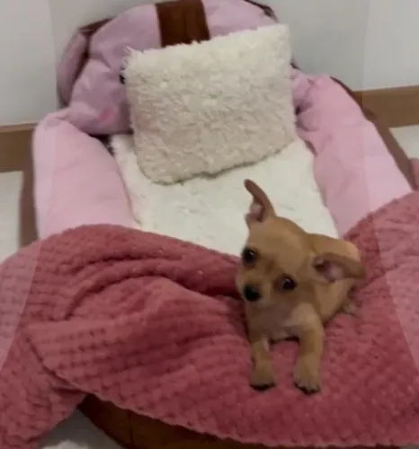 pinscher 0 macho