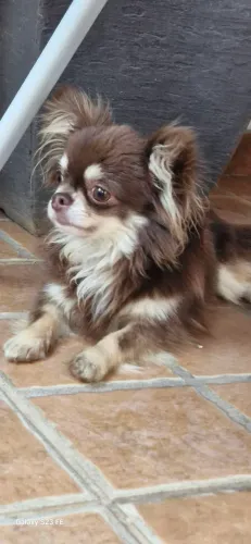 Macho chocotan pra cruza