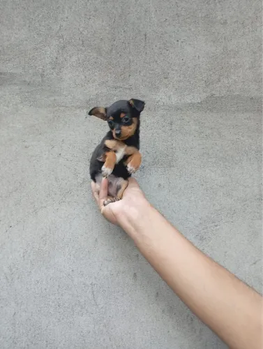 Pinscher