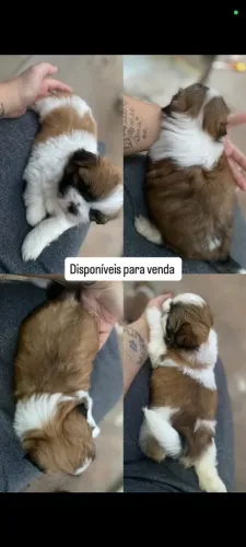 Filhotes de Shitzu