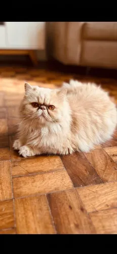 Gatinha Persa 