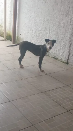 Mestiça pitubul