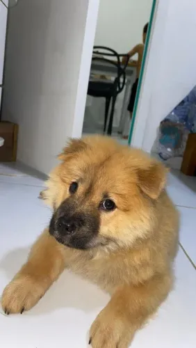 Cachorro Chow Chow