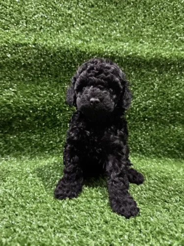 Poodle Toy Micro - Últimos Filhotes Disponíveis