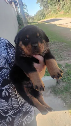 Filhote rottweiler, Nada Como a Companhia de Um Cãozinho Para Alegrar Seu Dia!