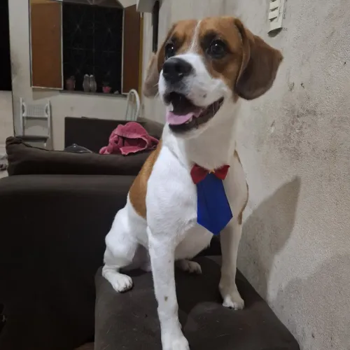 Lucky Emanuel, disponível para cruzamento/namorar 