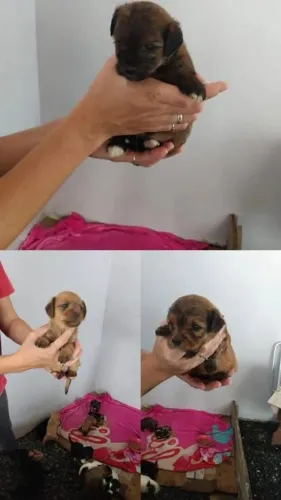 Doaçao de filhotes de cachorro