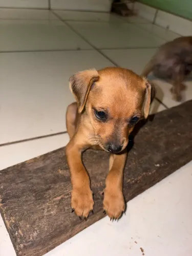 Vende se pinscher macho