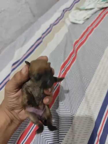 Cachorro