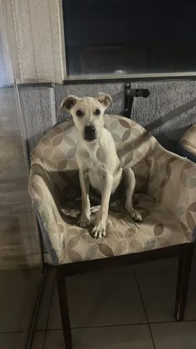Doação de cachorro