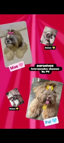 Cachorro Shih Tzu