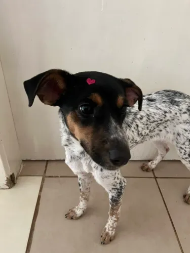 Doação filhote de fêmea
