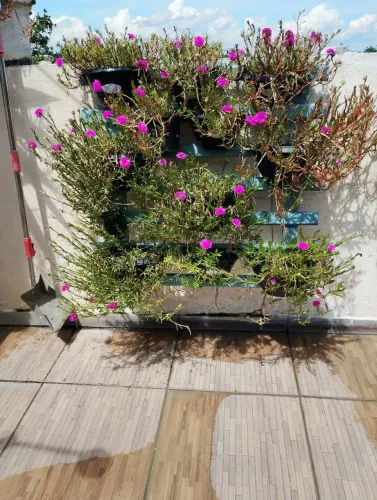 Floreira com vasos de onze horas 