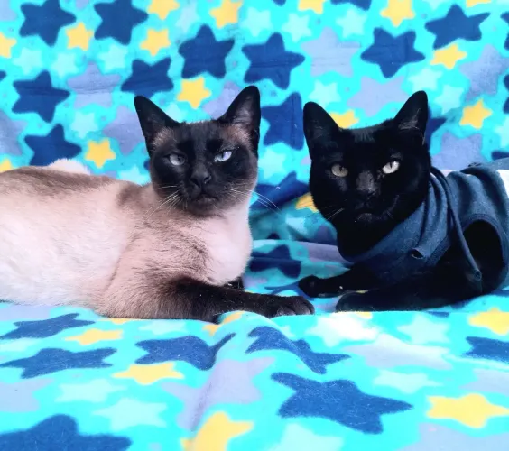 Amora e Mirtedez