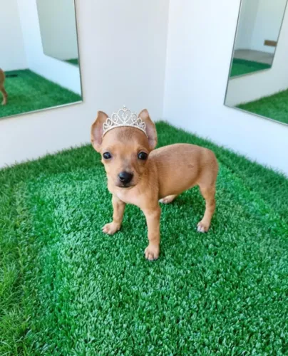 Pinscher Fêmea Linda e Inteligente