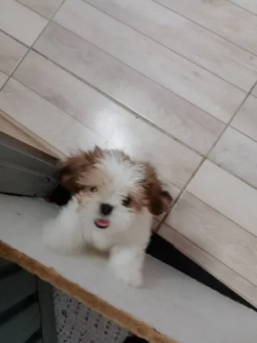 Shitzu mini