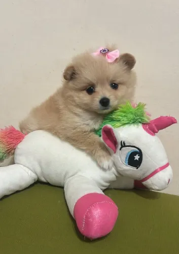 Belas Lulu femea com pedigree
