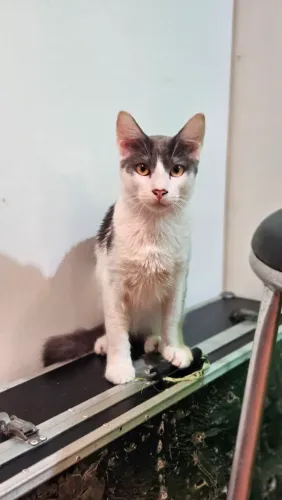 Gatinho para adoção 