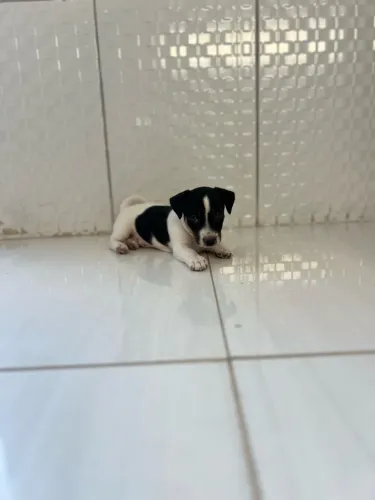 FILHOTE FÊMEA JACK RUSSEL COM CBKC PEDIGREE 