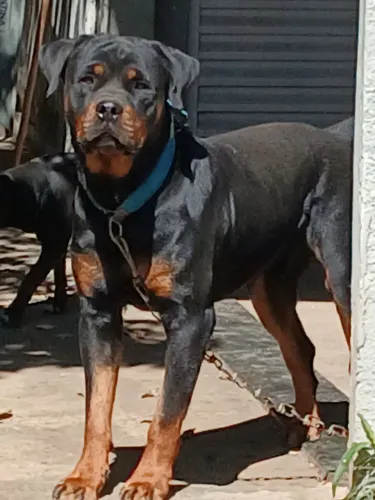 Rottweiler para cruzar