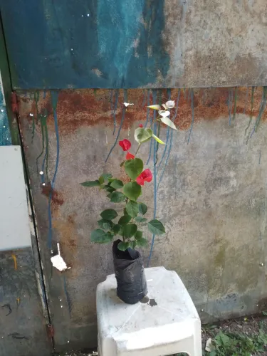 Primavera.