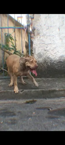 Pitmonster 