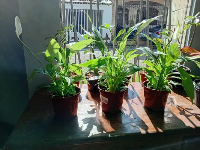 Plantas (,lirio da paz e zamioculca e palmeira) delivery
