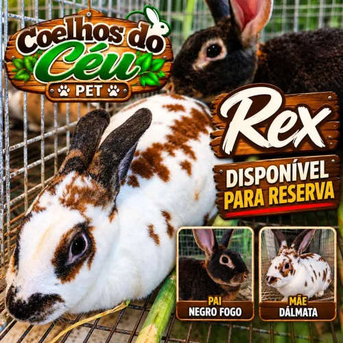 ? COELHOS DA RAÇA REX - FILHOTES DISPONÍVEIS PARA RESERVA!