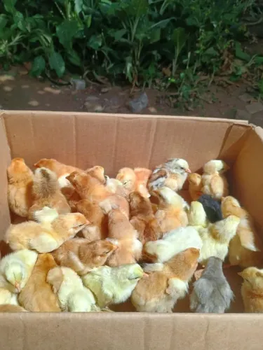 Pintinhos de caipira /capoeira