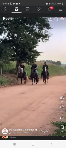 Cavalos quarto de milha