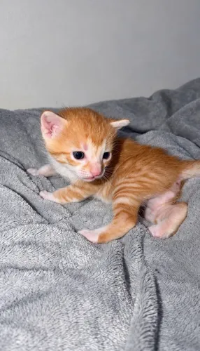 Doação de gato