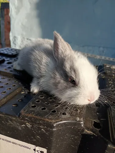 Filhote de coelho raça pequena 