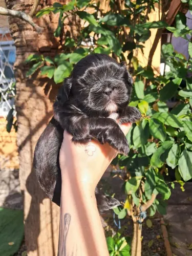 Shih tzu fêmea preto sólido