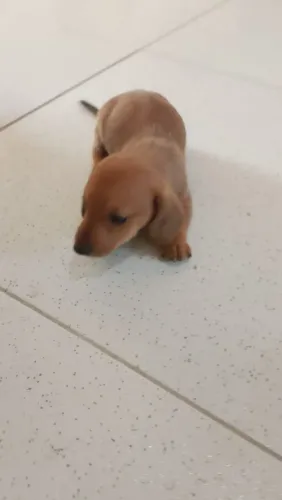 Vendo filhote Salsichinha