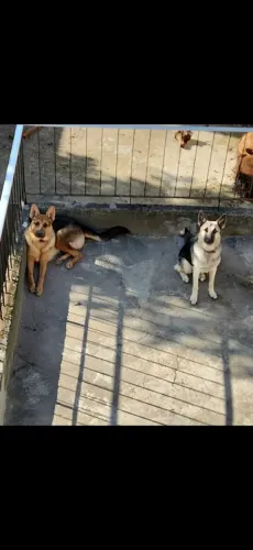 Casal de Pastor alemão para adoção