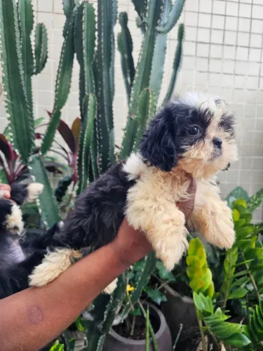Shih-tzu  com 70 dias vacinado 